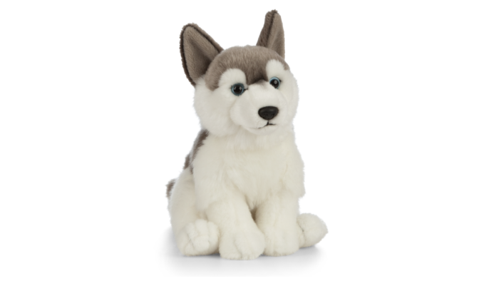 Catelus de plus Husky - imagine 1